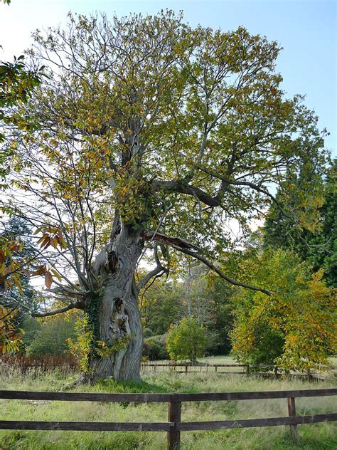 A Veteran Beech Tree © Stephen Craven Cc By Sa20 Geograph Britain