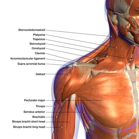 Broadly considered, human muscle—like the muscles of all vertebrates—is often divided into striated muscle, smooth. Muscle Peaucier Du Cou Banque d'images et photos libres de ...