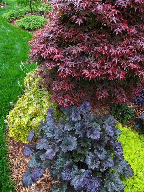 Maybe you would like to learn more about one of these? Pin on Japanese Maples
