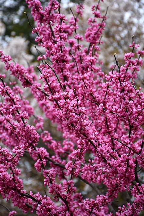 Appalachian Red Redbud Cercis Canadensis Appalachian Red In