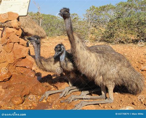 Emus Australia Stock Image Image Of Outback Beak Closeup 65770879