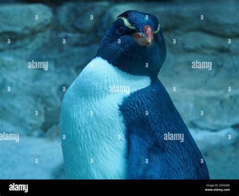 Penguin Eyes Hi Res Stock Photography And Images Alamy