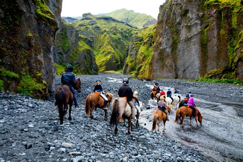 Meet The Beautiful Icelandic Horses Ponies And Enjoy A Scenic Horse