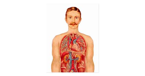 53 free images of internal organs. Victorian Medical Illustration Internal Organs Postcard ...