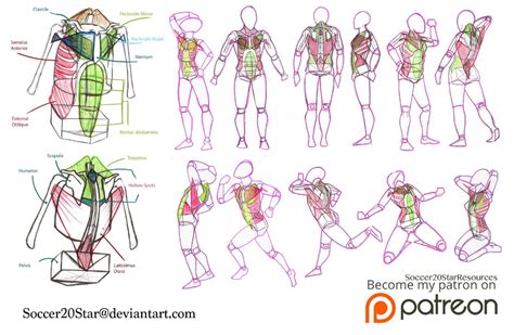 Poses With Torso Muscles By Courtneysconcepts On Deviantart Poses