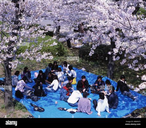 Japanese People Enjoying A Cherry Blossom Viewing Party In The Stock