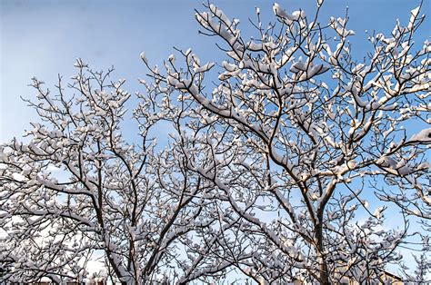 Branches Cold Freeze Freezing Frost Frosty Frozen Gloomy Ice