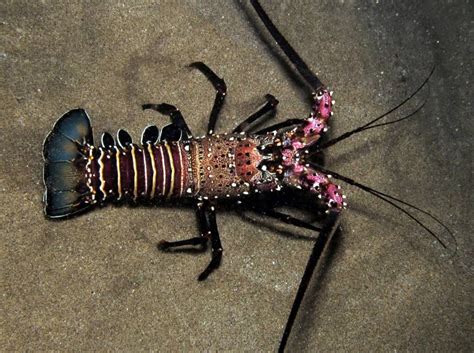 Spiny Lobster ☛ Makoa Rental Car Maui