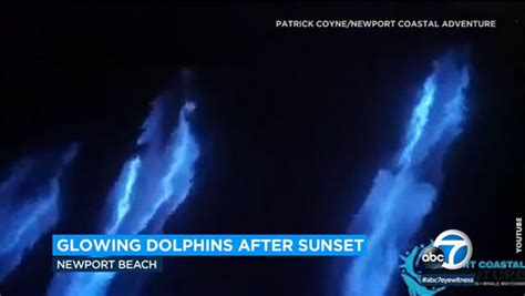 Watch Glowing Dolphins Play In Bioluminescent Waves Coast To Coast Am