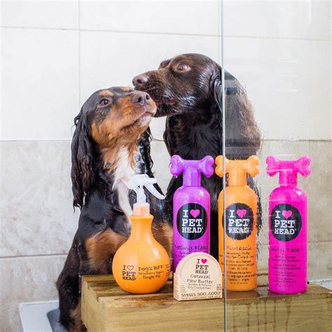 Pet Head The Pet Version Of Your Favourite Tigi Bed Head Hair Products