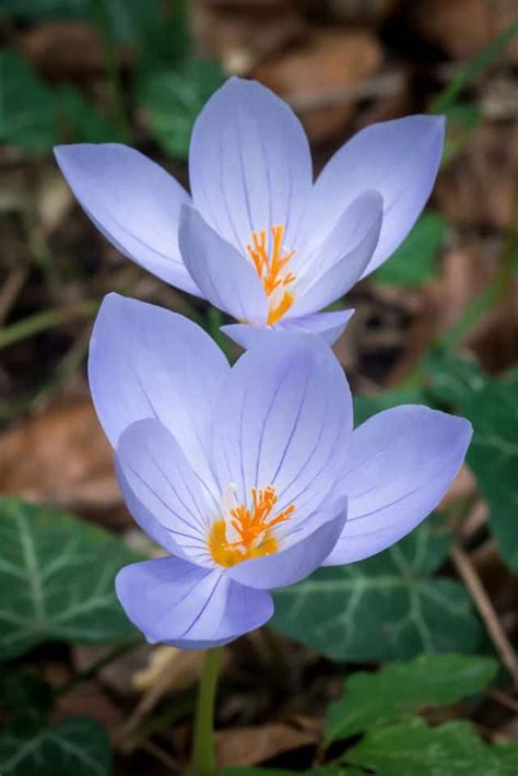 La vendita online di piante e fiori non ha stagionalità, le spedizioni avvengono tutto l'anno senza problemi e con una consegna garantita in due giorni lavorativi. Fiori Bellissimi