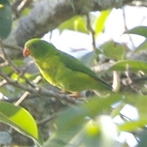 Perbedaan mencolok pada warna bulu ini pernah membuat para ahli burung menganggapnya sebagai dua spesies yang berbeda. Gambar Burung Derkuku Jantan Dan Betina : Nama Dan Gambar ...