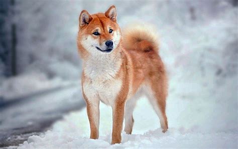 The shiba inu (柴犬, japanese: El Shiba Inu El Gran Monumento Natural de Japón ...