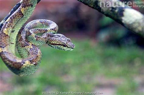 Stock Photo Of Malabar Pit Viper Trimeresurus Malabaricus Green