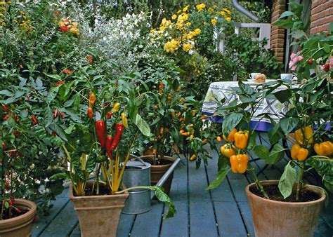 How To Make An Urban Vegetable Garden City Vegetable Garden