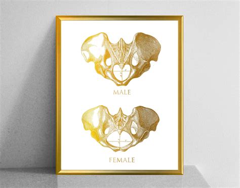 Male Vs Female Pelvis Differences Anatomy Of Skeleton Posters Etsy My XXX Hot Girl