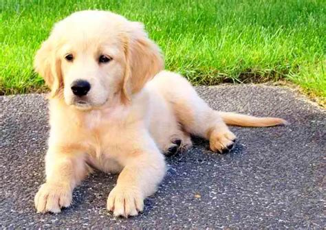 Miniature Golden Retriever Pet Your Dog