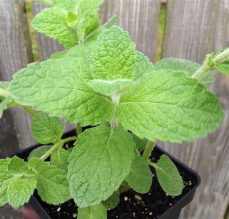 2 Live Apple Mint Plants Mentha Suaveolens 2 By Sproutherbs