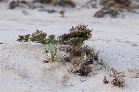 Beach Dunes Sandy Vegetation Plants Small Stock Image Image Of