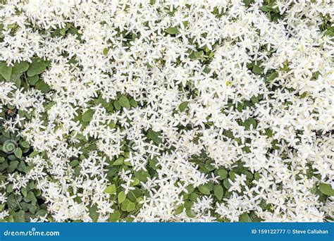 Fragrant White Jasmine Flowers In Bush Or Shrub Stock Image Image Of