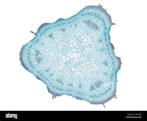 Cross Section Cut Slice Of Plant Stem Under The Microscope