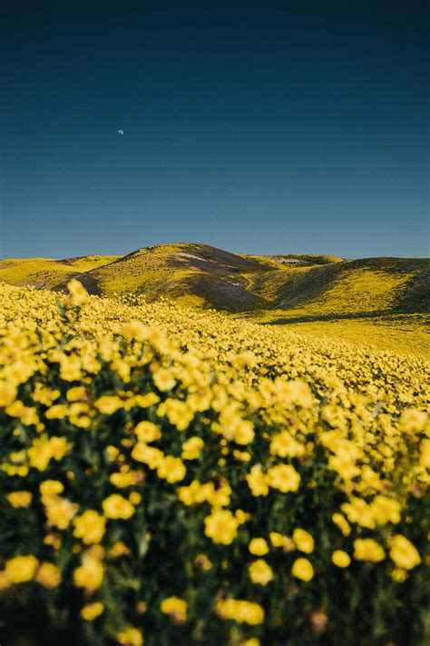 Fields Of Yellow Flowers In Montana Best Flower Site