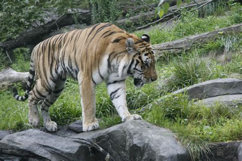 Filetiger Bronx Zoo 2 Wikimedia Commons