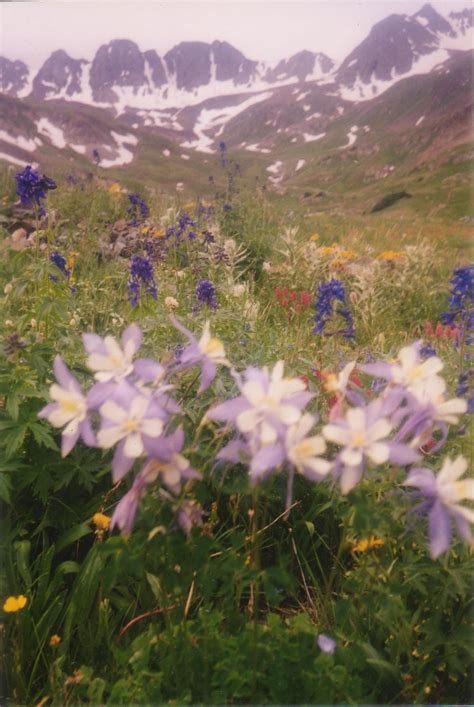 Columbines And Wildflowers In American Basin Near Lake City Colorado