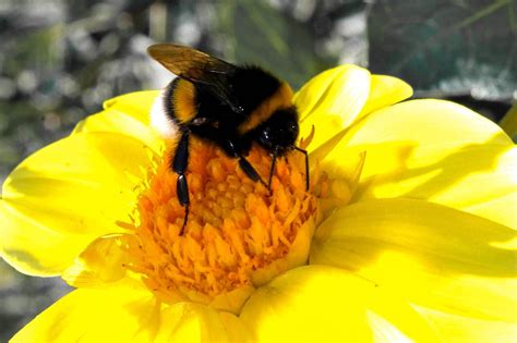 Bumblebees have round bodies, covered in soft hair, making them fuzzy. Bumble Bee Insect, Anatomy And Bee Colonies | Science Hub ...