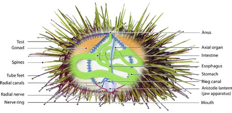 Do Sea Urchins Have Brains Explore The Enigma Ocean Fauna