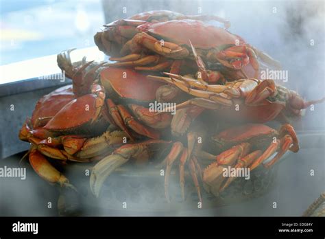 Fishermans Wharf Crab Freshly Cooked And Steamed Dungeness Crabs At