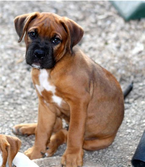 Boxer Puppy Cute Sad Face Free Stock Photo Public Domain Pictures