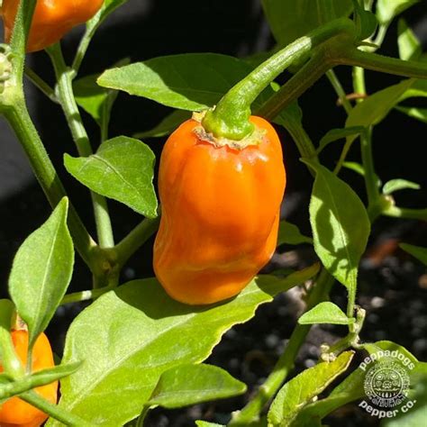 Orange Habanero Pepper Seeds Peppadogs Pepper Co