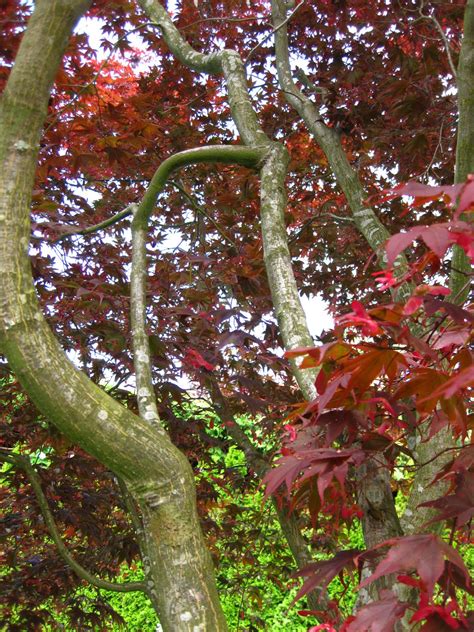 The Bicycle Gardening Chronicles Magic Tricks In Japanese Maples