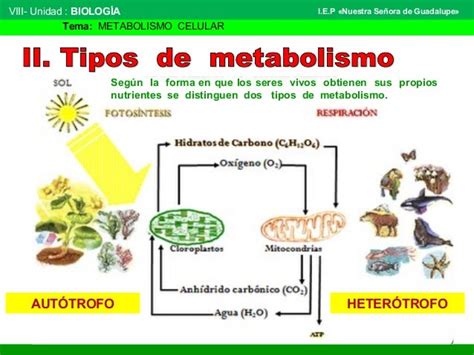 El Metabolismo De Los Seres Vivos Images