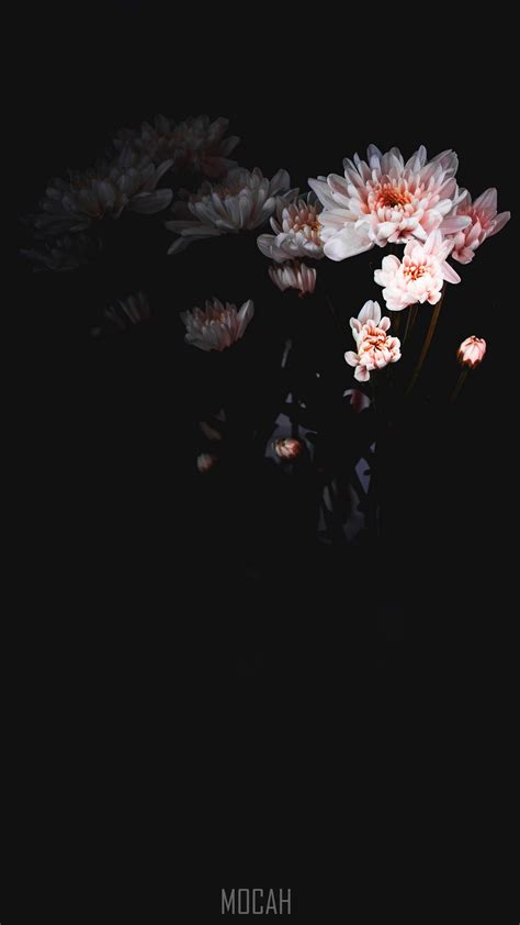 273634 White Flowers With A Dark Background White Flowers Dark