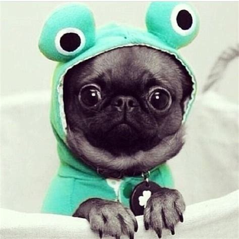 Pug Frog Too Cute And Adorable S Смешные животные Щенки мопса