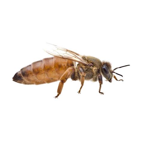 Queen Bees For Sale Online Nsw Qld Australia Orara Valley Honey