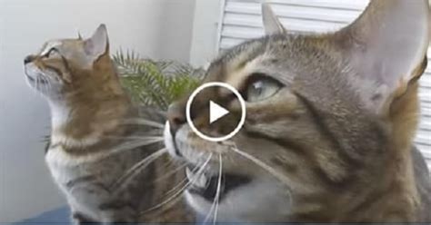 Loudest Purring Cat Breaks The Guinness World Record