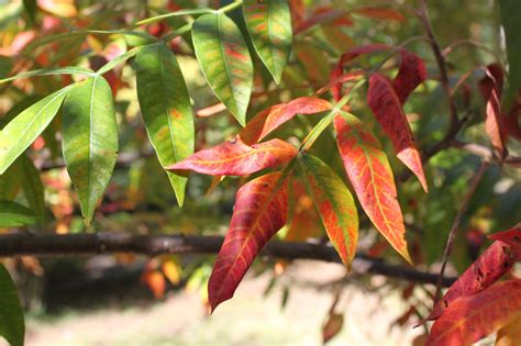 Centenary College Arboretum Tree Of The Week Winged Sumac Rhus