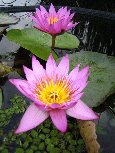 Tropical Water Lily Photos Hydrosphere Water Gardens
