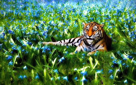 Nature wildlife hd images animal wallpaper. nature, Flowers, Animals, Tigers, Wildlife Wallpapers HD ...