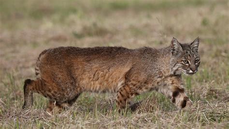 Wild Cat Lynx Predator Hunting Wallpaper 1920x1080