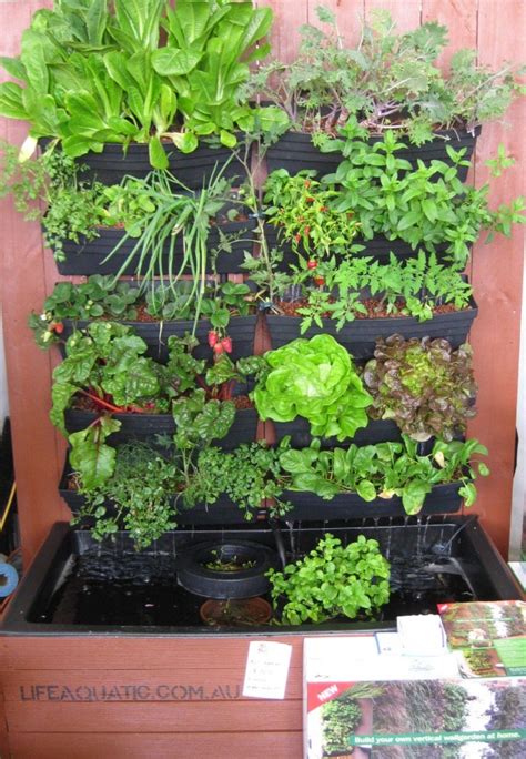 Growing basil in vertical towers. Patrick: How to make vertical aquaponics