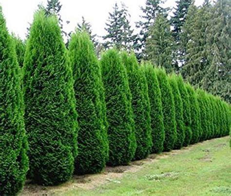 protect your privacy with these 5 evergreen trees emerald green arborvitae privacy