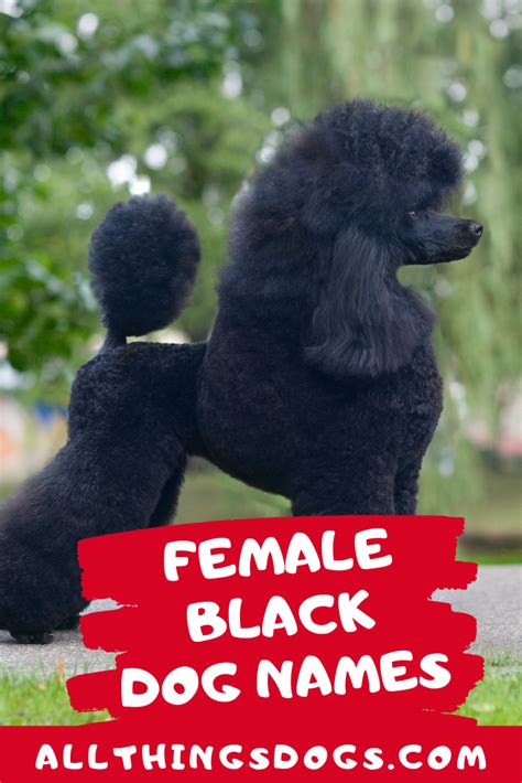 Female Black Dog Names Black Dog Names Dog Names Black Dog