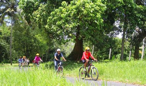 Wisata Naik Sepeda Atau Cycling Tour Di Bali Tour Murah Di Bali