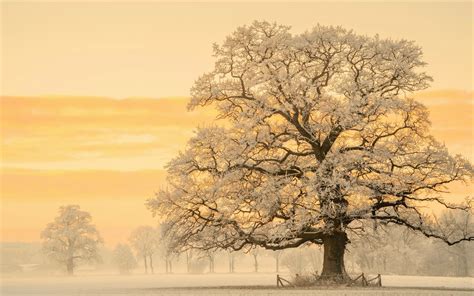 3840x2400 Resolution Tree In Snow Winter Sunset Uhd 4k 3840x2400