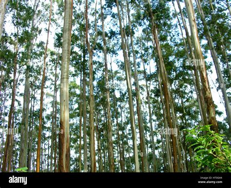 Eucalyptus Forest At Munnar India Stock Photo Alamy