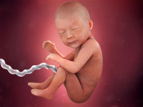 Pregnancy Week By Week Fetal Development Week 1 To 40 In Mothers Womb